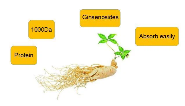 Ginseng peptide2
