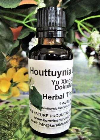 houttuynia cordata 1