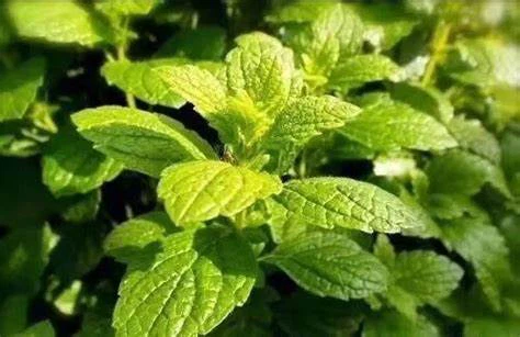 lemon balm tea 