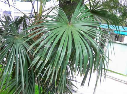 Saw leaf palm Saw leaf palm