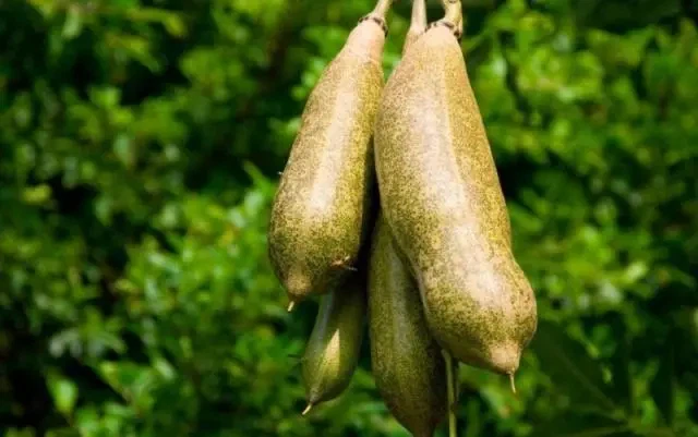 kigelia kigelia